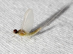 Callibaetis floridanus