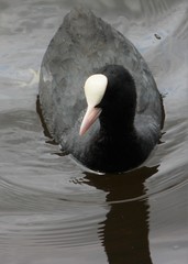 Fulica atra
