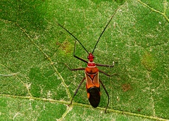 Hediocoris