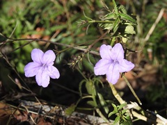 Ruellia breedlovei