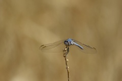 Orthetrum nitidinerve