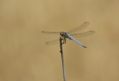 Orthetrum nitidinerve