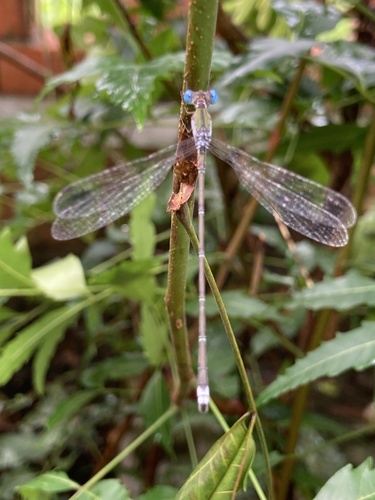 Asian Emerald Spreadwing