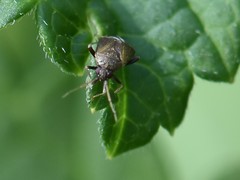 Hylopsallus
