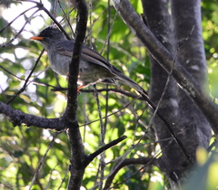 Hypsipetes madagascariensis