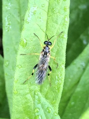 Xylomya terminalis