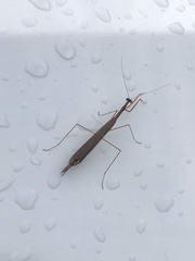 Bistanta mexicana