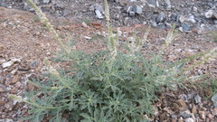 Reseda aucheri