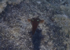 Sepioteuthis lessoniana