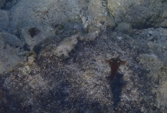 Sepioteuthis lessoniana