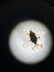 Pterygota