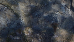 Sepioteuthis lessoniana