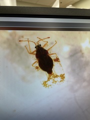 Pterygota