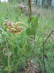 Asclepias contrayerba