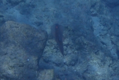 Sepioteuthis lessoniana