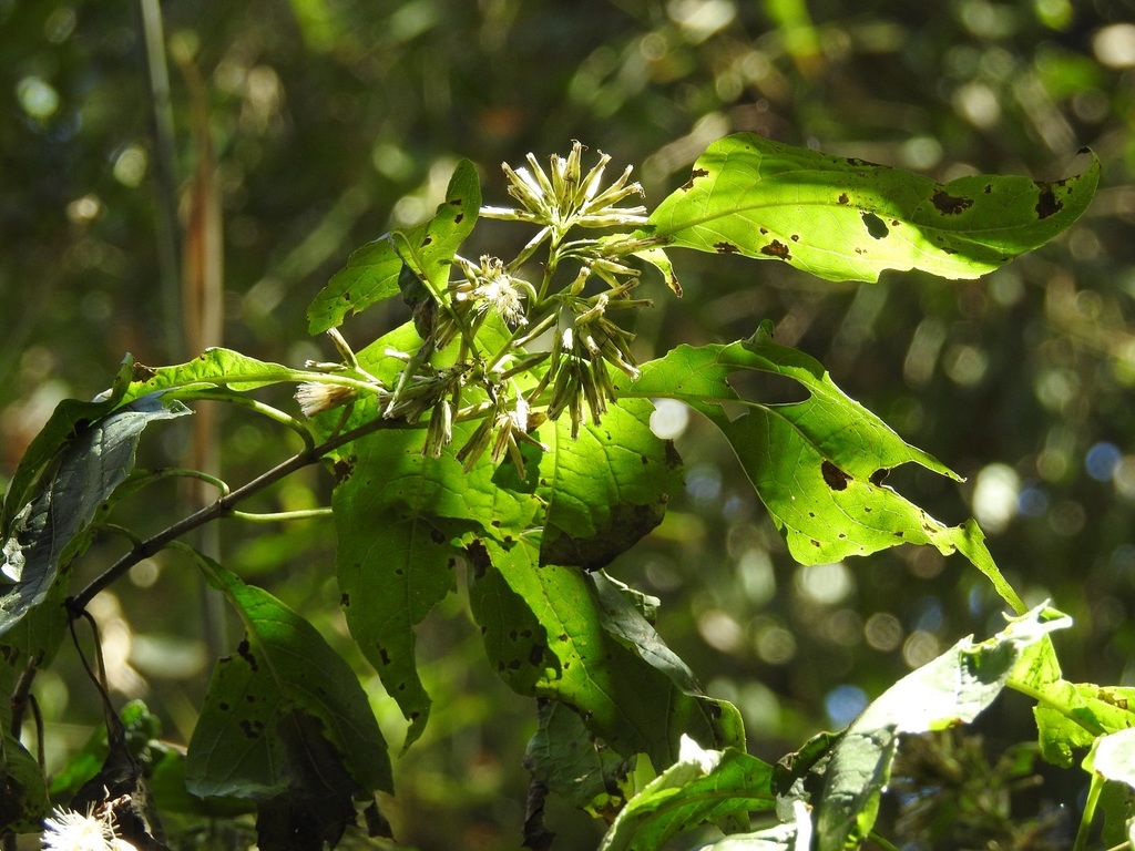 Kyrsteniopsis