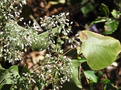 Peteravenia schultzii