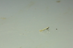 Aspilapteryx tringipennella