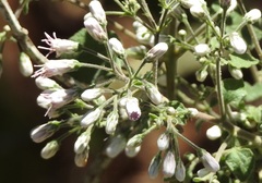 Peteravenia schultzii