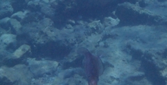 Sepioteuthis lessoniana