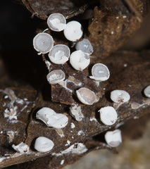 Diderma hemisphaericum