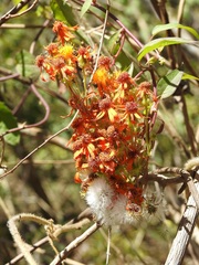 Pseudogynoxys haenkei