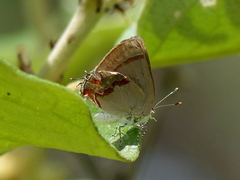 Nicolaea besidia