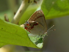 Nicolaea besidia