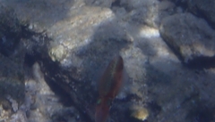 Sepioteuthis lessoniana