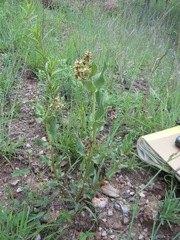 Asclepias contrayerba