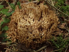 Ramaria praecox