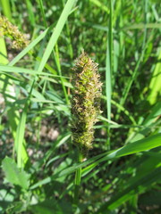 Carex vulpina