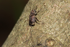 Dissoleucas niveirostris