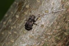 Dissoleucas niveirostris