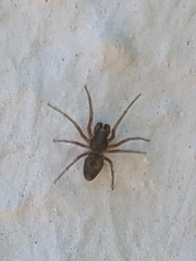 Araneae