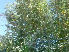 Buddleja