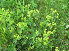 Alchemilla sarmatica