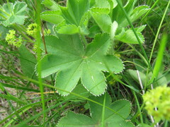 Alchemilla sarmatica