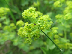 Alchemilla sarmatica