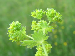 Alchemilla sarmatica