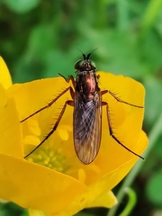 Dolichopus ungulatus