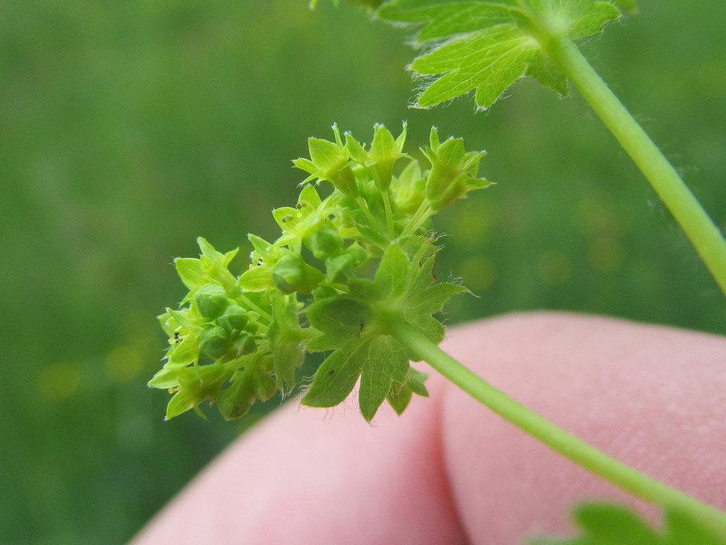 Alchemilla sarmatica