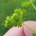 Alchemilla sarmatica - Photo (c) Станислав, some rights reserved (CC BY-NC), uploaded by Станислав