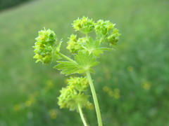 Alchemilla sarmatica