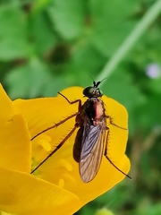 Dolichopus ungulatus