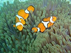 Amphiprion percula