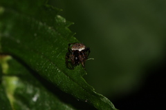 Dipoena melanogaster