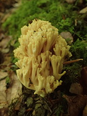 Ramaria praecox