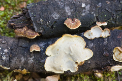 Exidiopsis leucophaea