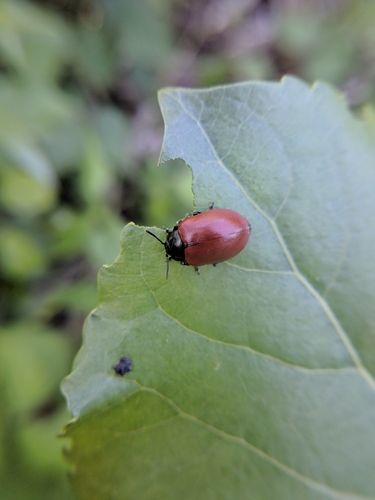 liskavka topoľová (Chrysomela populi)